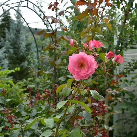 Glückshuuske Sauerland